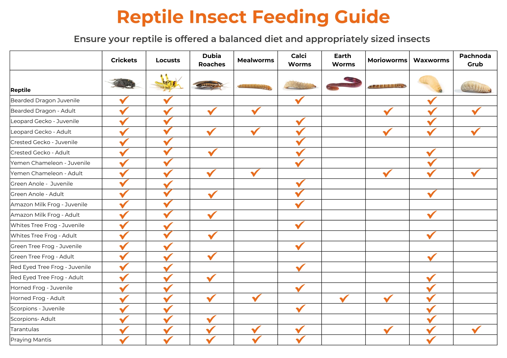 Reptile Insect Feeding Chart Guide
